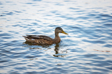 duck on the water