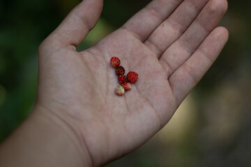 Hand holding red fruits berries, health natural