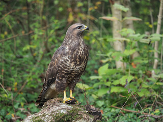 A common buzzard (Buteo buteo) in the forest