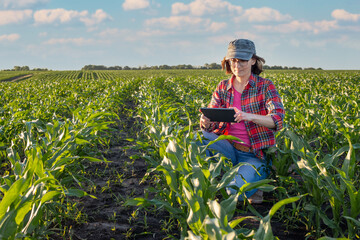Naklejka na ściany i meble Middle age female caucasian maize farmer with tablet computer kneeled for inspection stalks at field