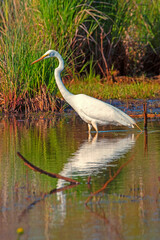 Snowy Egret Wading in Wetlands. Erie Pennsylvania
