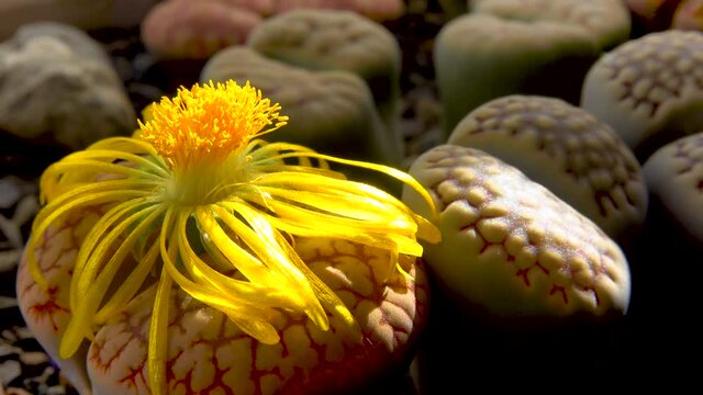 Lithops sp. - flowering succulent of the family Aizoaceae, a collection cultivated plant from South Africa