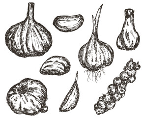 Garlic hand drawing in monochrome sketch engraved style isolated on white background. Set of drawn design elements for branding healthy food or market cover, banner, menu. Vector illustration.