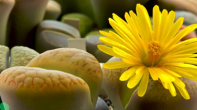 Lithops sp. - flowering succulent of the family Aizoaceae, a collection cultivated plant from South Africa