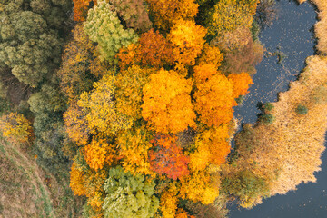 Aerial view on wild forest scene in autumn time, colorful trees, and pine woods with river.	
