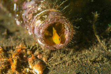 ダイビング　大瀬崎　ミジンベニハゼ   伊豆　海　魚　