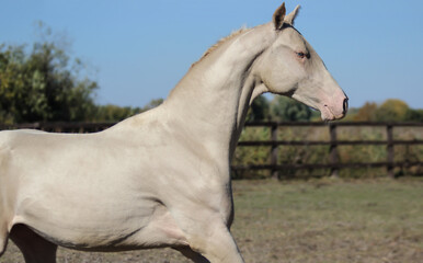 Obraz na płótnie Canvas horse in the field, portrait of a cream running horse