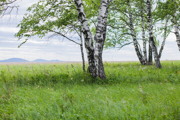 birch in a field with green grass