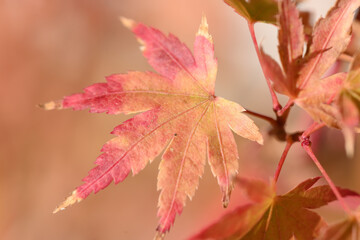 feuille d'érable du Japon en automne