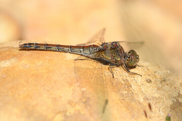 libellule