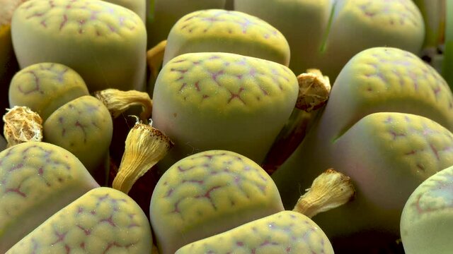 Lithops, succulent of the family Aizoaceae, a plant cultivated in collections from South Africa