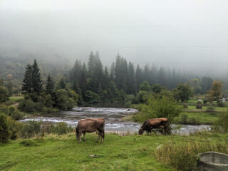 Cows on a pasture in the mountains. Beautiful nature