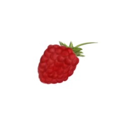 Raspberry berries hand drawn illustration 