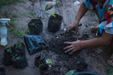 Obraz premium Close-up of a woman's hand transplanting a seedling into a nursery bag.
