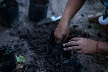Close-up of a woman's hand transplanting a seedling into a nursery bag.