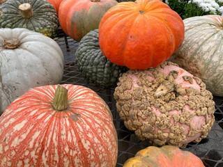 funky pumpkins