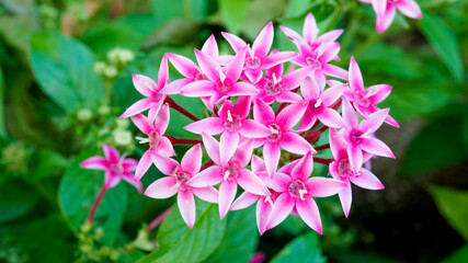 夏の小さいピンクの花、ペンタス