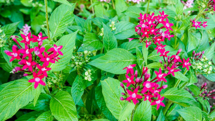 夏の小さいピンクの花、ペンタス
