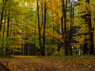 golden autumn in Polish forests 