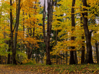 golden autumn in Polish forests 