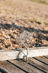 Dried palnt