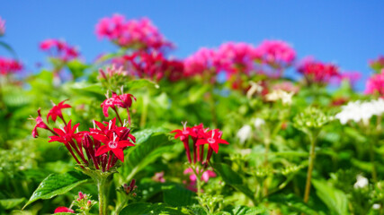 Fototapeta premium 夏の小さいピンクの花、ペンタス
