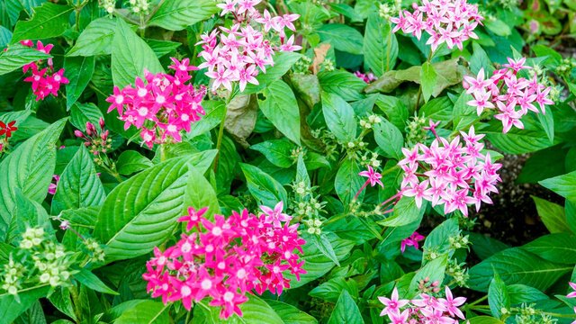 夏の花寄せ植え の画像 219 件の Stock 写真 ベクターおよびビデオ Adobe Stock