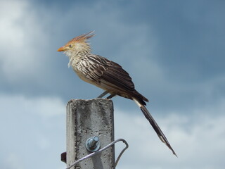 bird of prey on top of an urban electricity pole