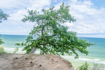 Single green tree on cliff with Baltic sea in background.