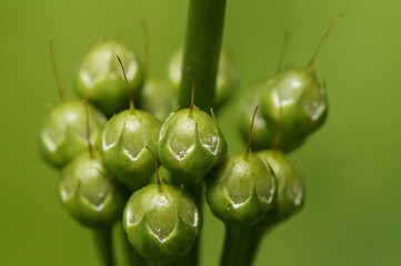 クリンソウの実　5月