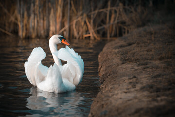 mute swan cygnus olor