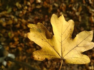 maple leaf