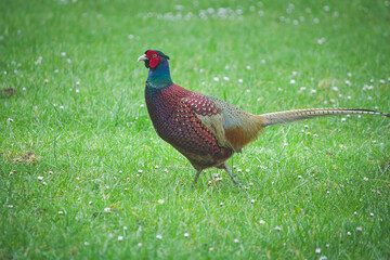 The common pheasant (Phasianus colchicus) is a bird in the pheasant family (Phasianidae). 