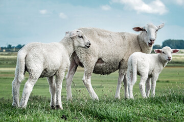 Schafe auf einer Wiese in Friesland, Deutschland. Muttertier mit Jungtieren, Landwirtschaft, Tierhaltung