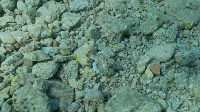 Seamoth moves on the sandy bottom in shallow water in sun rays. Pegasus, Little Dragonfish or Common Seamoth (Eurypegasus draconis). Slow motion