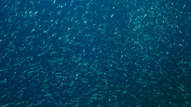 Massive shoal of Blue sprat, Delicate round herring or blueback sprat (Spratelloides delicatulus). Massive school of small fish swims in the blue water in sunrays. Slow motion