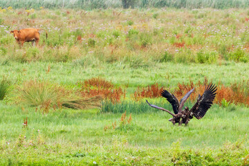 red tailed eagle