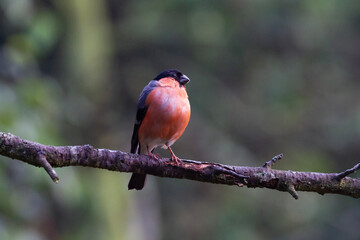 cardinal on a branch