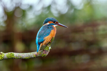 kingfisher on branch