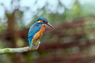 kingfisher on branch