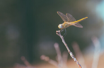 dragonfly on a branch