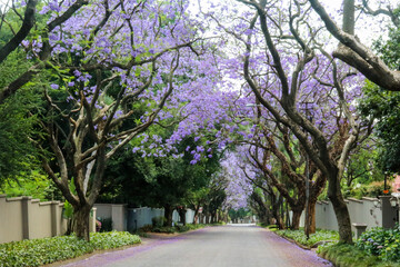 Jacaranda tree lined street in the spring time Johannesburg