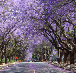 Fototapeta premium Jacaranda tree lined street in the spring time Johannesburg