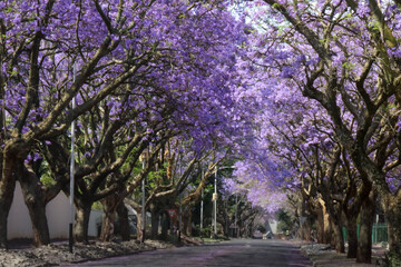 Naklejka premium Jacaranda tree lined street in the spring time Johannesburg