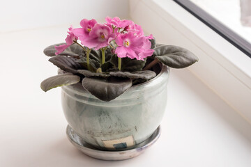 Blooming pink saintpaulia in a ceramic small pot with soil in a home interior. 