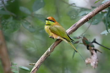 bee eater  in the forest