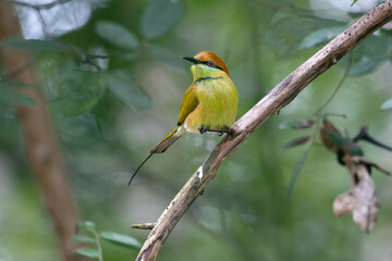 bee eater  in the forest