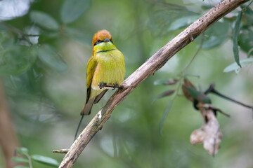 bee eater  in the forest