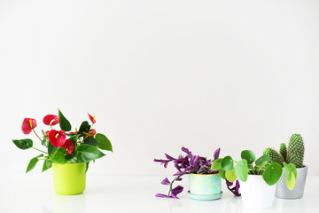 Pilea peperomioidas © AleksandraRita