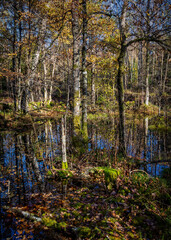 autumn in the forest